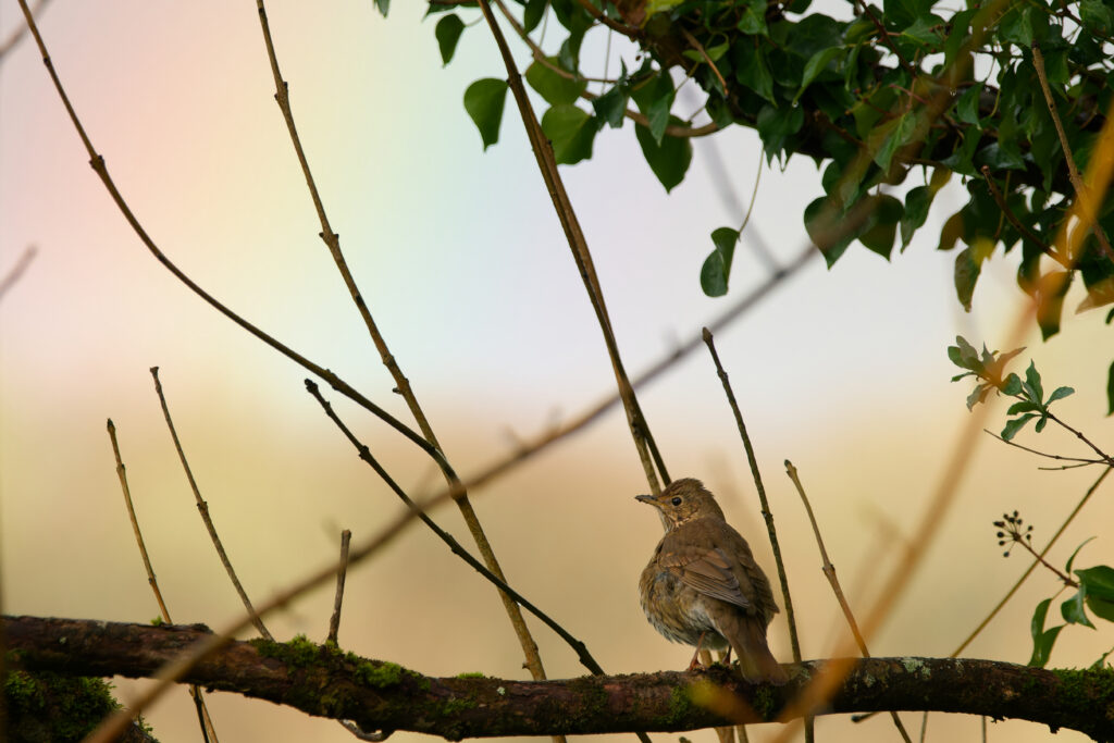 Photo of Song Thrush